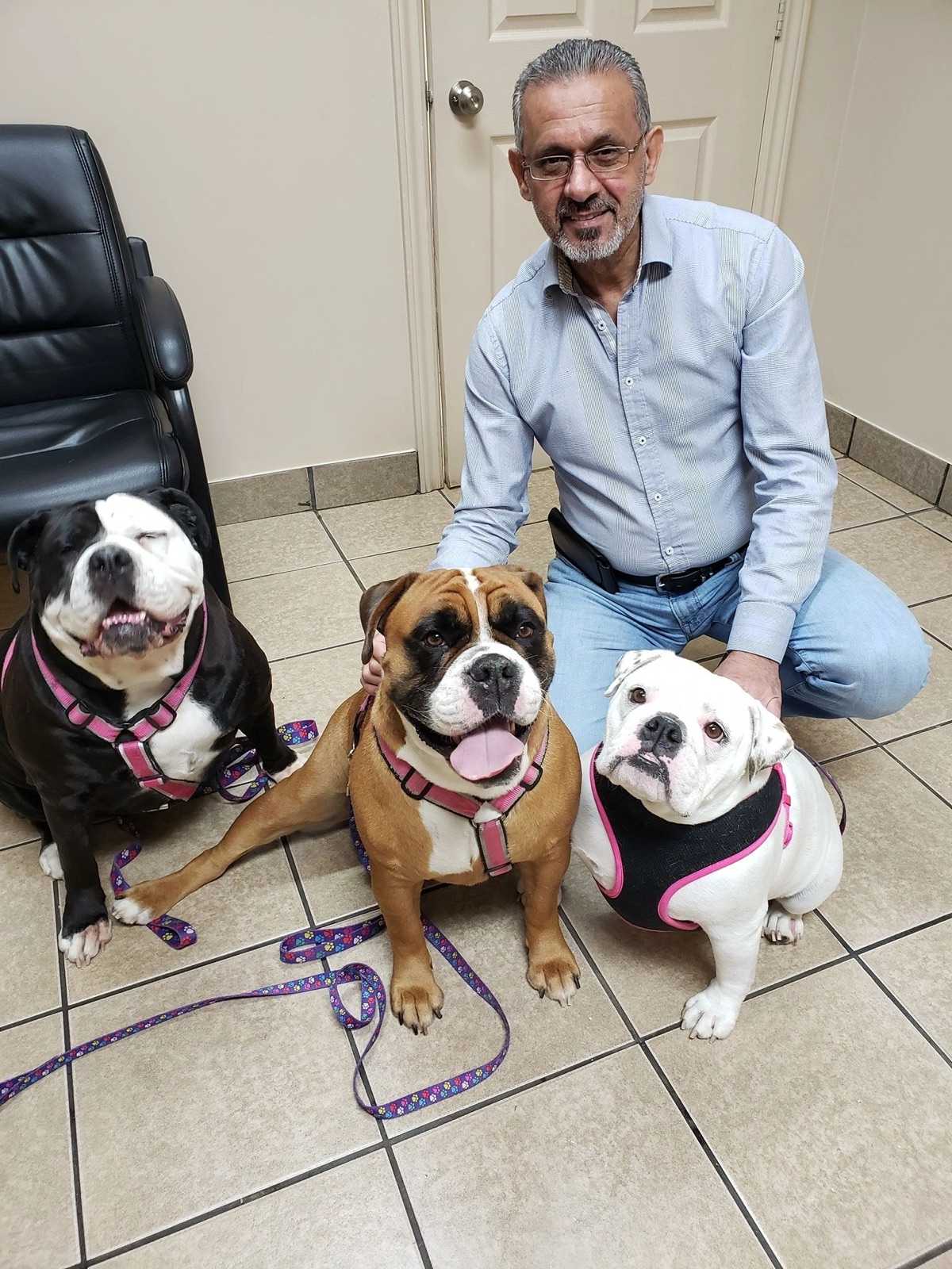 Dr. Adel kneeling on the clinic floor with three of his patients — two bulldogs and a boxer.